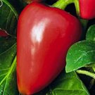 50 Pimento Sweet Pepper Seeds Non-Gmo Heirloom Variety Sizes Buy Seeds Online