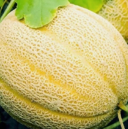 10 Hales Best Jumbo Cantaloupe Seeds NON-GMO Cantaloupe Seeds Heirloom SeedsBuy Seeds Online