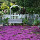 300 Creeping Thyme Seeds Non-Gmo Herb Seeds Seed Store 1159 Buy Seeds Online