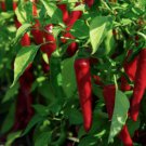 50 Cayenne Large Red Thick Pepper Seeds Non-Gmo Variety Sizes Sold Buy Seeds Online