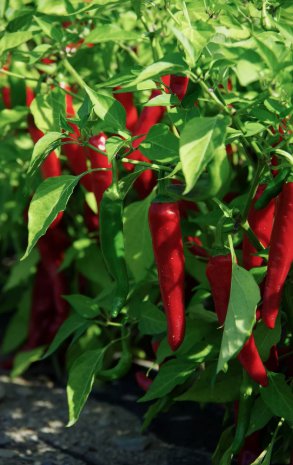 50 Cayenne Large Red Thick Pepper Seeds Non-Gmo Variety Sizes Sold Buy Seeds Online