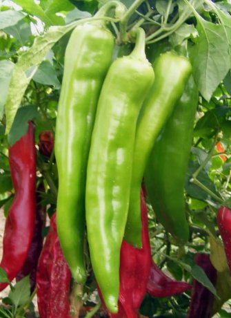 10 Sugar Snap Pea Seeds Original Snap Pea Non-Gmo Heirloom Buy Seeds Online
