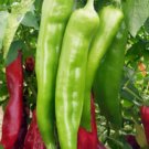 10 Sugar Snap Pea Seeds Original Snap Pea Non-Gmo Heirloom Buy Seeds Online