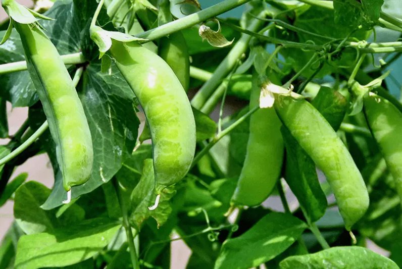 25 Cocozelle Zucchini Summer Squash Seeds Non-Gmo Cocozella Di Napoli Buy Seeds Online
