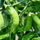 25 Cocozelle Zucchini Summer Squash Seeds Non-Gmo Cocozella Di Napoli Buy Seeds Online