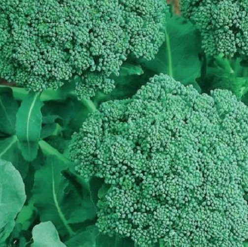 50 Broccoli Seeds Non-Gmo Broccoli Seeds Fresh Heirloom Garden Seeds Buy Seeds Online