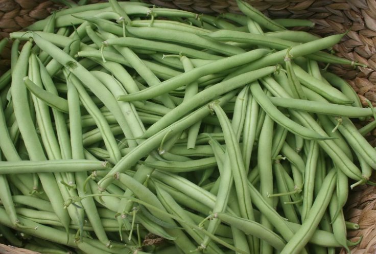 10 Provider Bush Green Bean Seeds Non-Gmo Stringless High Yields Buy Seeds Online