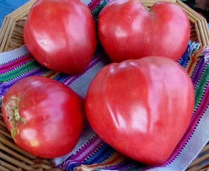30 Oxheart Tomato Seeds Giant Tomato Huge Non-Gmo Variety Sizes  Buy Seeds Online