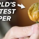25 Seeds Pepper X Worlds Hottest Pepper Hot Hot Vegetable Garden Planting Buy Seeds Online