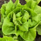 700 Buttercrunch Butterhead Lettuce Seeds Non-Gmo  Buy Seeds Online
