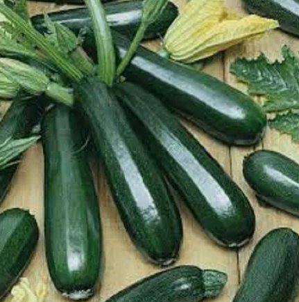 25 Premium Black Beauty Zucchini Seeds Fresh Organic Seeds Most Popular EverBuy Seeds Online