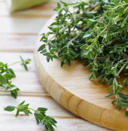 300 Thyme Seeds Heirloom Non-Gmo Herb Seeds Seed Store 1160 Buy Seeds Online