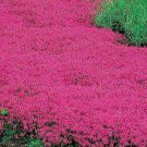 1000 Seeds Creeping Thyme Scarlet Red Ground Cover 4" Perennial Rock Garden Buy Seeds Online