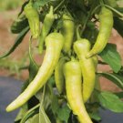 25 Italian Pepperoncini Pepper Seeds Friggitello Non-Gmo  Buy Seeds Online