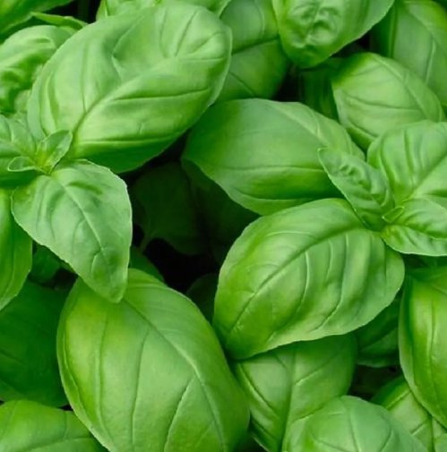 150 Genovese Basil Seeds Non-Gmo Basil Fresh Heirloom Garden Buy Seeds Online