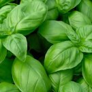 150 Genovese Basil Seeds Non-Gmo Basil Fresh Heirloom Garden Buy Seeds Online