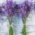 600 Lavender Seeds (Lavandula Angustifolia) - Perennial Non-Gmo Herb Usa Buy Seeds Online
