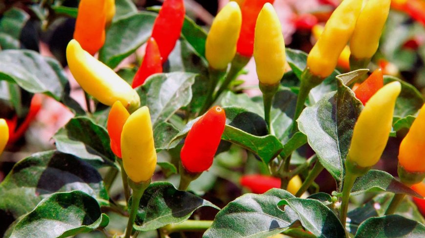 30 Tabasco Pepper Seeds Hot Chili Pepper Non-Gmo Variety Sizes  Buy Seeds Online