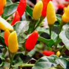 30 Tabasco Pepper Seeds Hot Chili Pepper Non-Gmo Variety Sizes  Buy Seeds Online