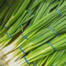 250 Evergreen White Bunching Onion Seeds Scallions Non-Gmo Heirlom Buy Seeds Online