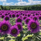 50 Purple Sunflower Seeds - Field ‘Violet Glow’ Buy Seeds Online
