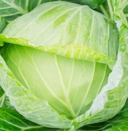 50 Golden Acre Cabbage Seeds Non-Gmo Cabbage Seeds Fresh Heirloom Garden Buy Seeds Online