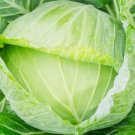 50 Golden Acre Cabbage Seeds Non-Gmo Cabbage Seeds Fresh Heirloom Garden Buy Seeds Online