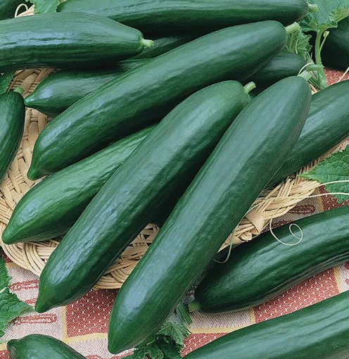 50 Tendergreen Burpless Cucumber Seeds Heirloom / Nongmo 1062 Buy Seeds Online