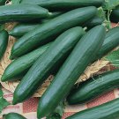 50 Tendergreen Burpless Cucumber Seeds Heirloom / Nongmo 1062 Buy Seeds Online