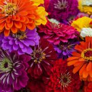 10 California Giant Zinnia Flower Seeds Nongmo Fresh Annual Flower Seeds Buy Seeds Online