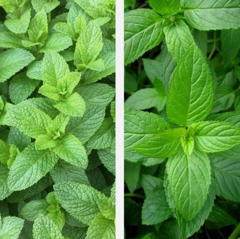500 Mixed Mint Seeds Peppermint Spearmint Herb Nongmo Heirloom Vegetable Buy Seeds Online