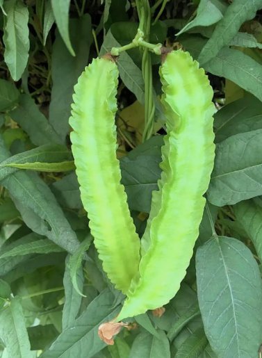 5 Winged Bean Seeds Dragon Bean &Auml;�&aacute;&ordm;&shy;u R&aacute;&raquo;�ng Vietnam 98% Germ Mai'S Family Buy Seeds Online