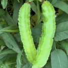 5 Winged Bean Seeds Dragon Bean Đậu Rồng Vietnam 98% Germ Mai'S Family Buy Seeds Online