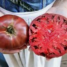 120 Cherokee Purple Tomato Seeds Heirloom Nongmo Fresh Buy Seeds Online