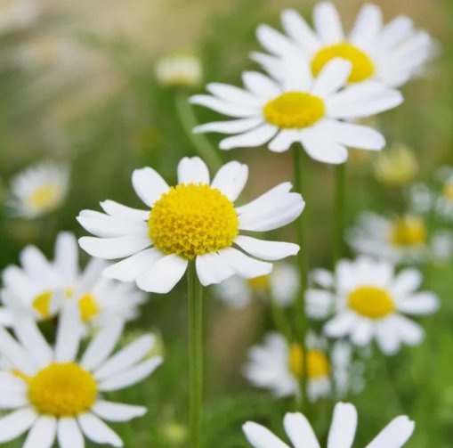 3500 German Chamomile Seeds Nongmo Herbal Tea Scented Mayweed  Buy Seeds Online