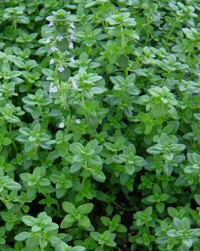 3500 Common Thyme Seeds Thymus Vulgaris Nongmo Variety Sizes Buy Seeds Online