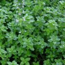 3500 Common Thyme Seeds Thymus Vulgaris Nongmo Variety Sizes Buy Seeds Online