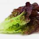 1000 Red Romaine Lettuce Seeds Heirloomseedguy 2025 Non-Gmo Buy Seeds Online