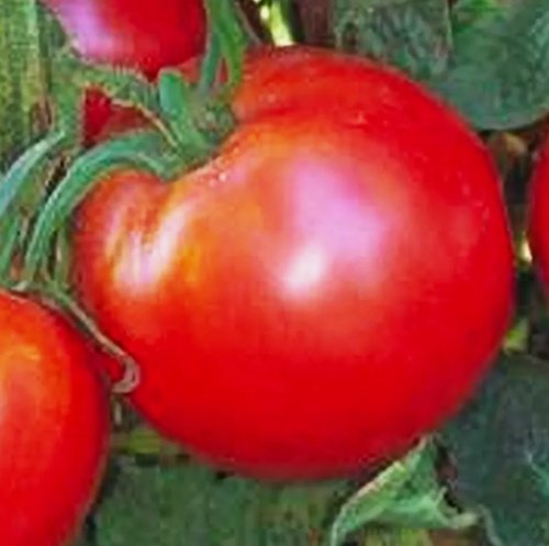50 Bradley Tomato Seeds Non-Gmo Tomato Seeds Fresh Heirloom Vegetable Seeds Buy Seeds Online