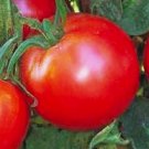 50 Bradley Tomato Seeds Non-Gmo Tomato Seeds Fresh Heirloom Vegetable Seeds Buy Seeds Online