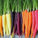 300 Rainbow Carrot Blend Mix Seeds Colorful Non-Gmo Beta Carotene Vitamin A Buy Seeds Online
