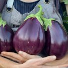 150 Black Beauty Eggplant Seeds Heirloomseedguy 2025 Non-Gmo Buy Seeds Online