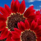 75 Red Sun Rare Sunflower Seeds Flowers Beautiful Tall Cut Non-Gmo Heirloom Usa Buy Seeds Online