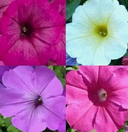 2000 Petunia Seeds Hummingbird Mix Butterflies Flowers Container Non-Gmo Garden Buy Seeds Online