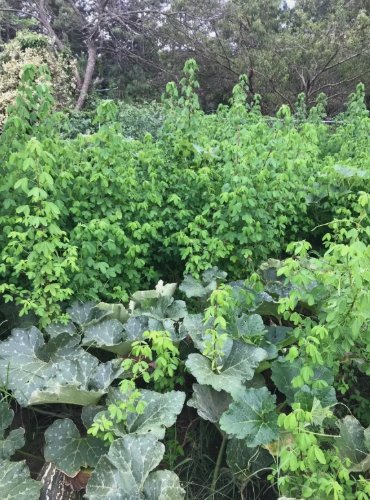 30 Semillas De Chipilin 30+ Fresh Organic Chipilin Seeds Buy Seeds Online