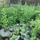 30 Semillas De Chipilin 30+ Fresh Organic Chipilin Seeds Buy Seeds Online