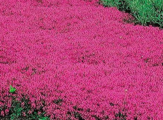500 Seeds Creeping Thyme Red Groundcover Perennial Low Herb Fragrant Usa NonGmo Buy Seeds Online
