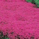 500 Seeds Creeping Thyme Red Groundcover Perennial Low Herb Fragrant Usa NonGmo Buy Seeds Online