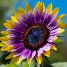 50 Rare Purple Heart Sunflower Seeds – Unique Blooms for a Stunning Garden Buy Seeds Online