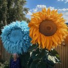 50 Rare Yellow & Blue Mixed Enchanting Giant Teddy Bear Sunflower Seeds Buy Seeds Online